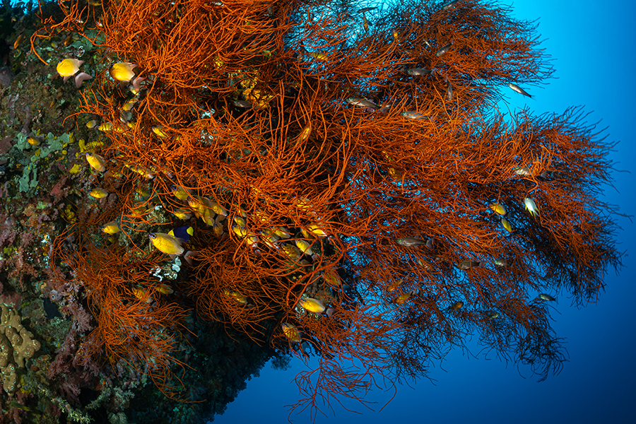 lembeh_04