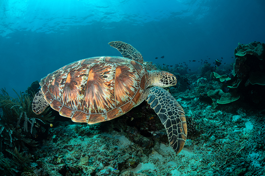 lembeh_05