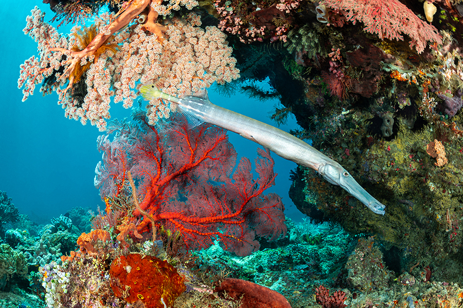 lembeh_07