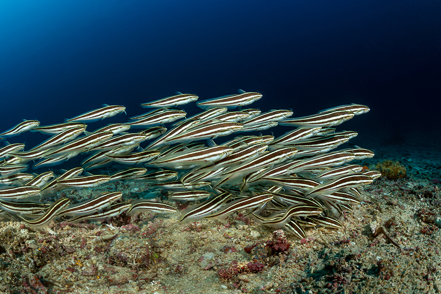 lembeh_08