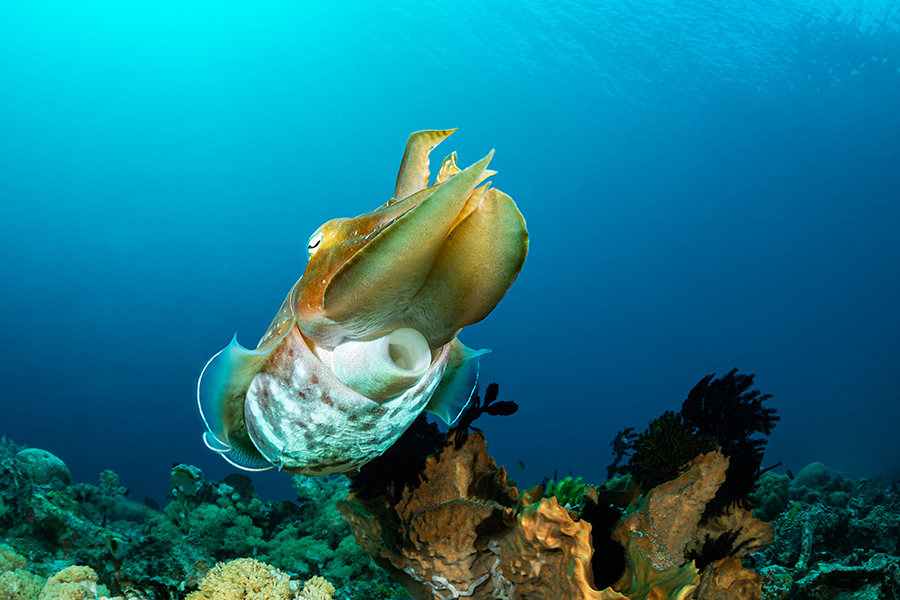 lembeh_09