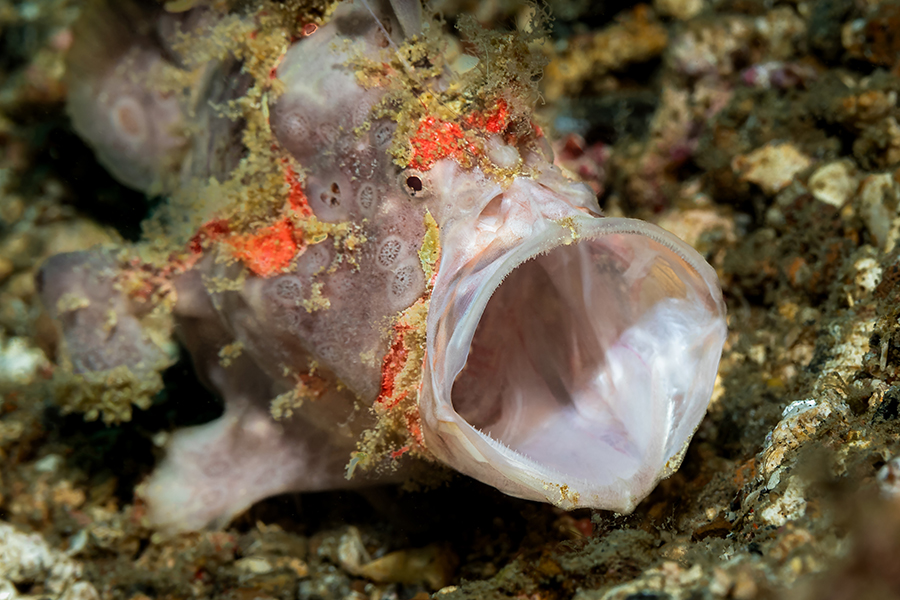 lembeh_104