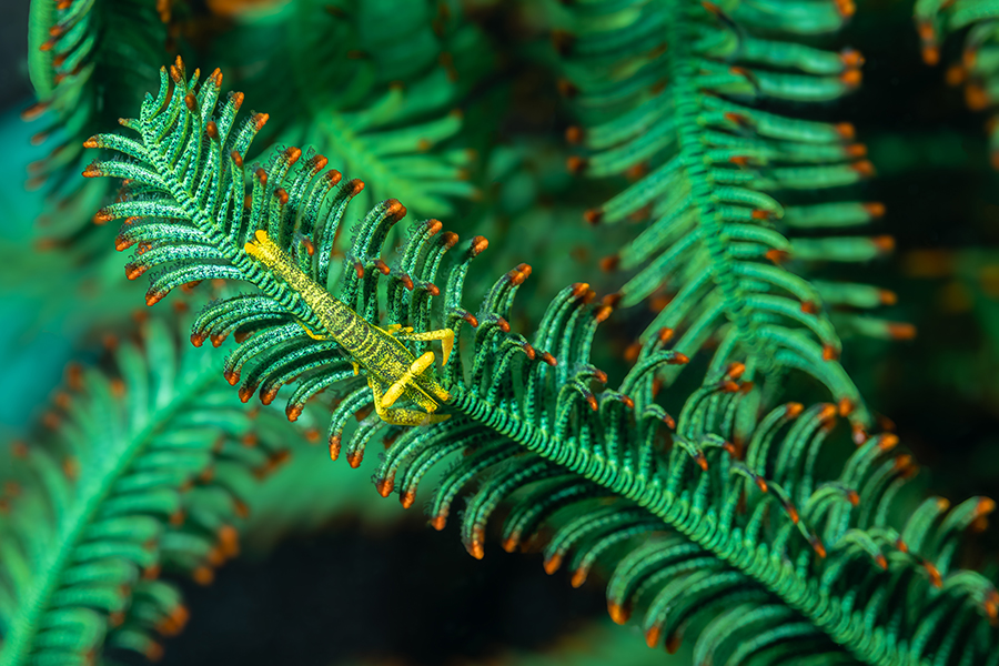 lembeh_107