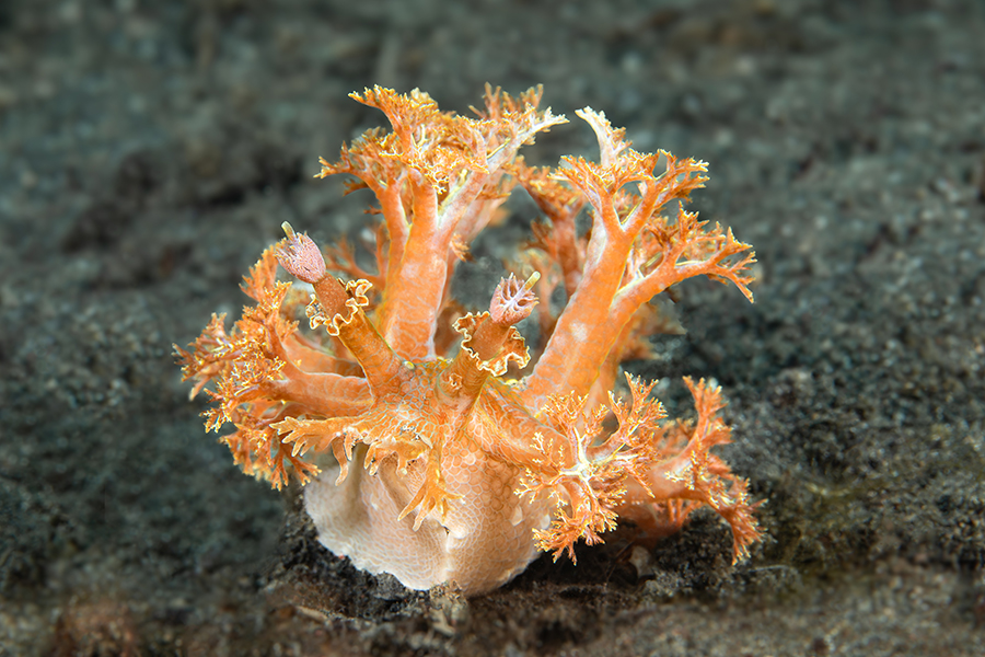 lembeh_110