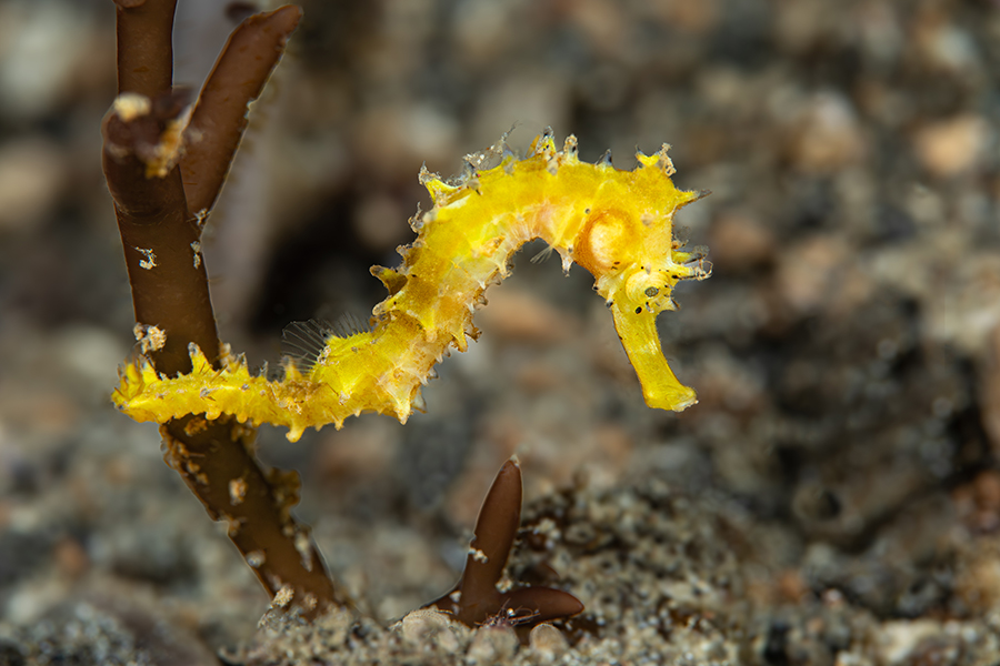 lembeh_120