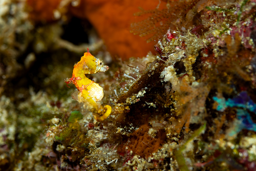 lembeh_13