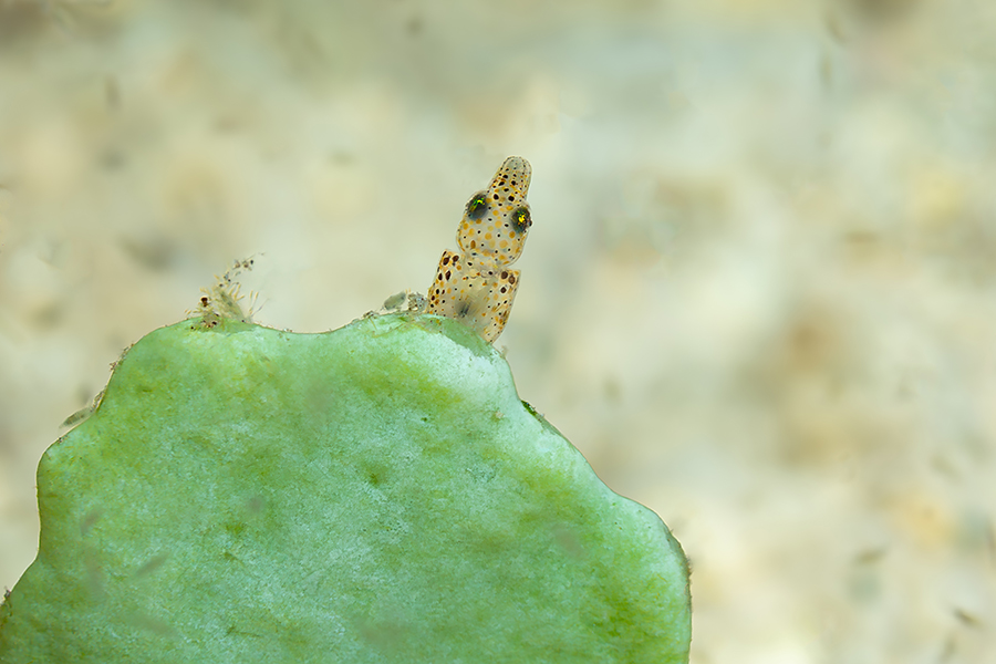 lembeh_14