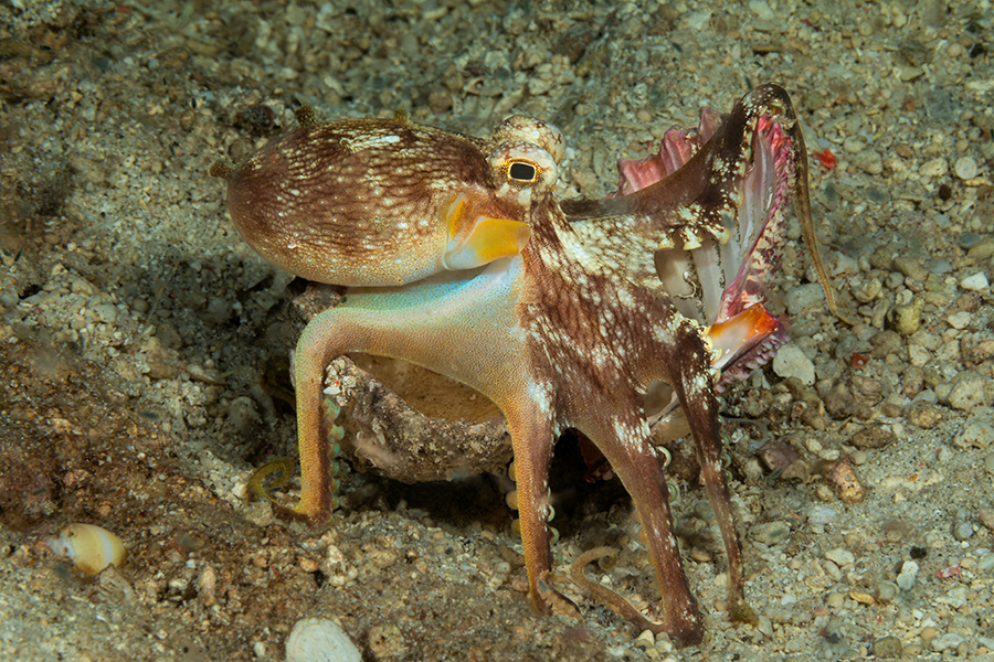 lembeh_15