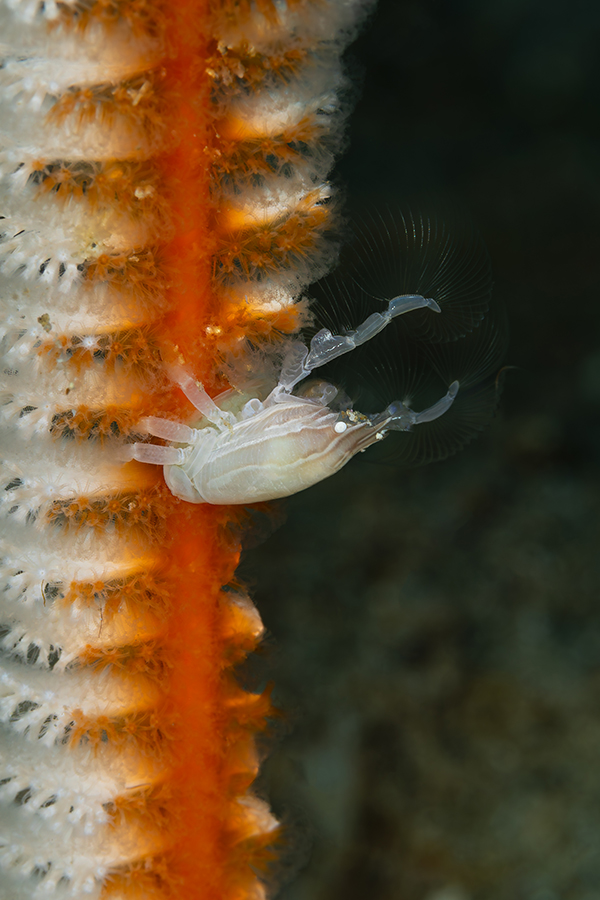 lembeh_16