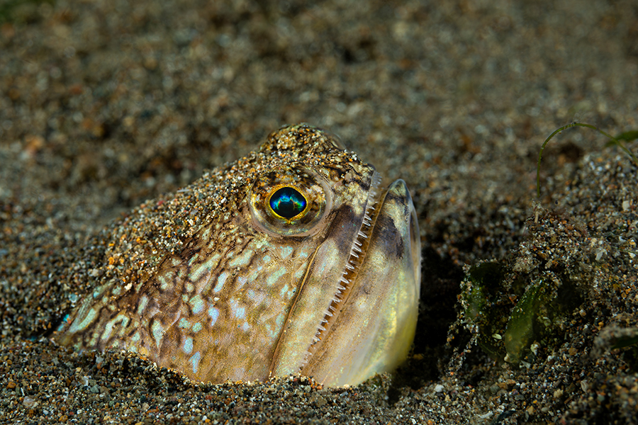 lembeh_23