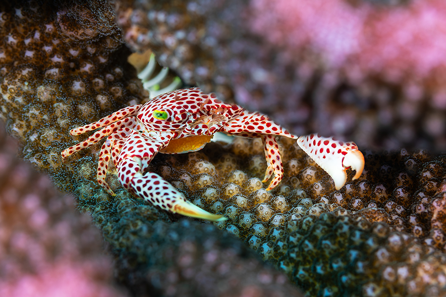 lembeh_28