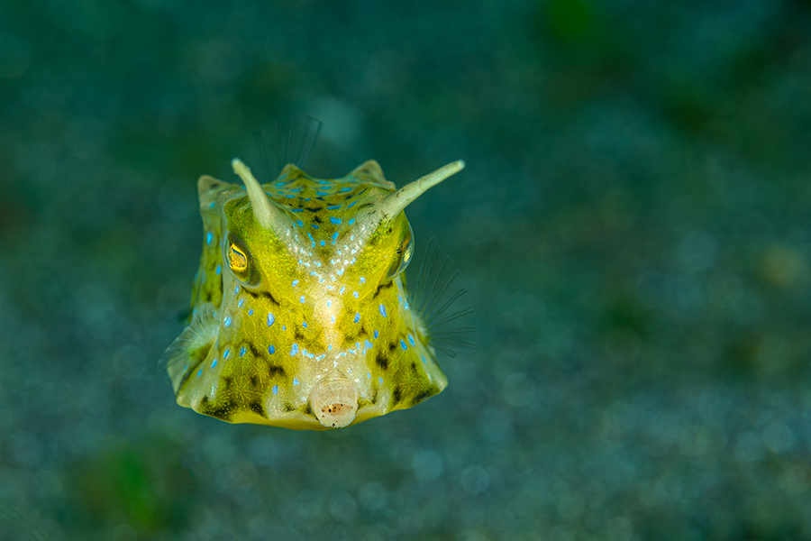 lembeh_29