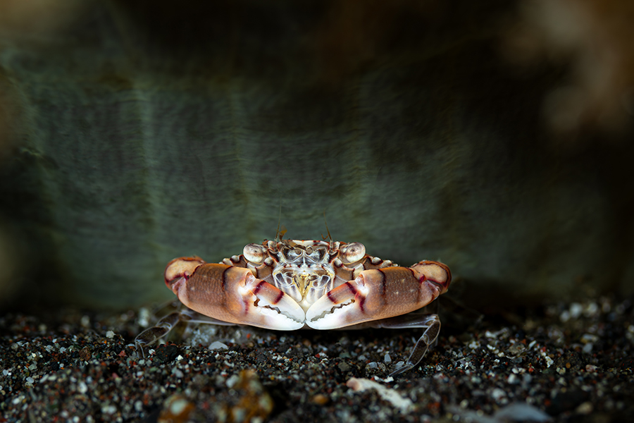 lembeh_30