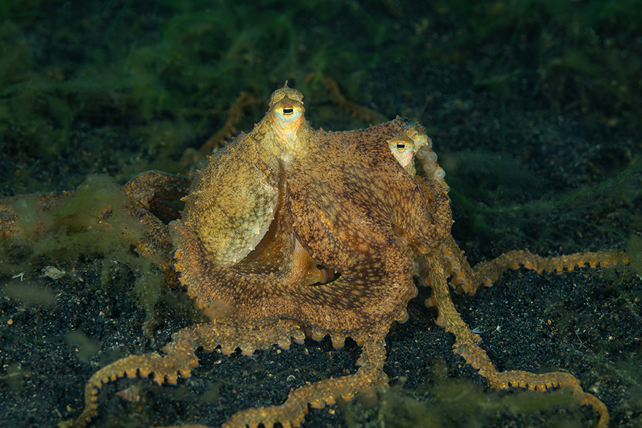 lembeh_37