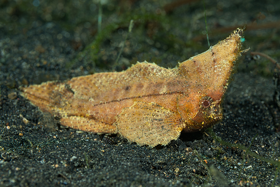 lembeh_42