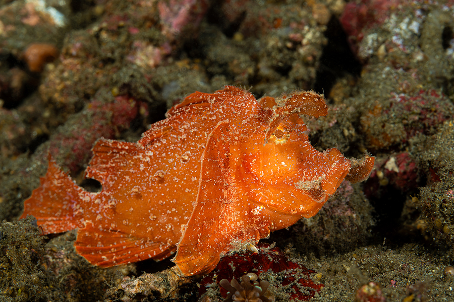 lembeh_44