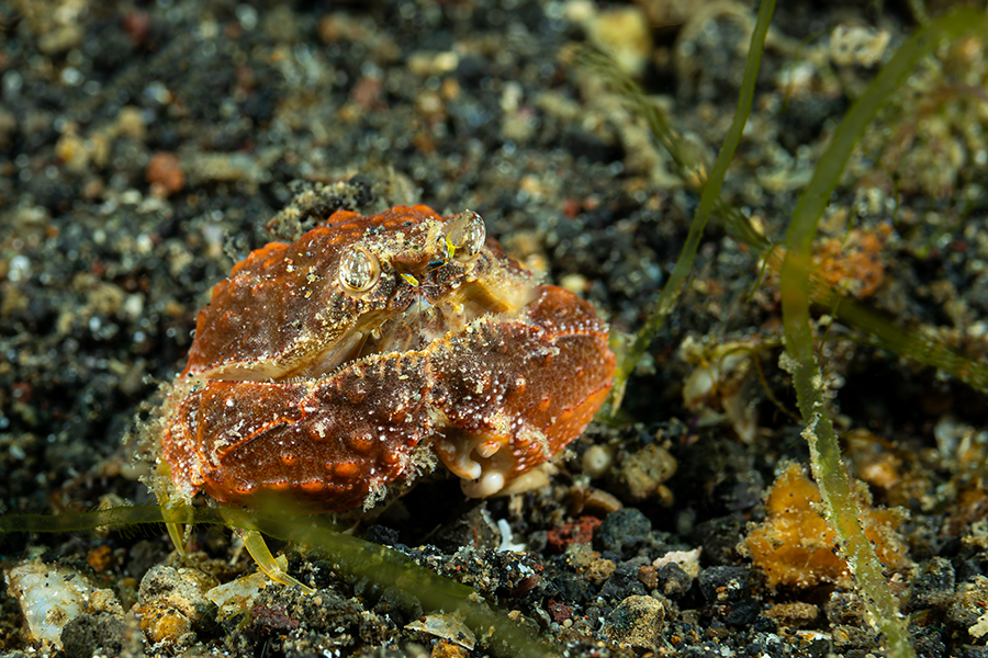 lembeh_48