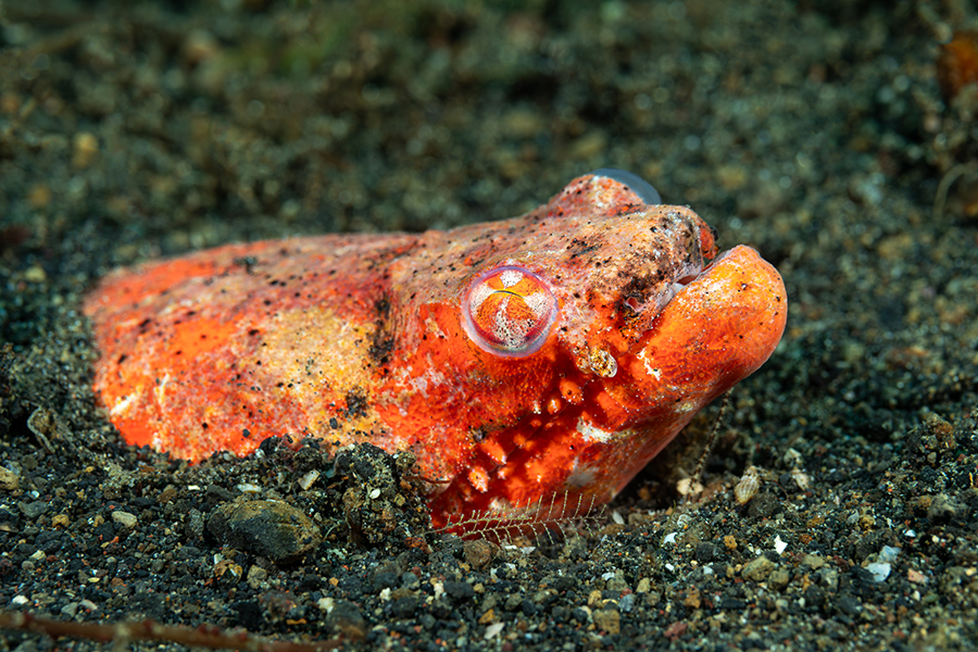 lembeh_49