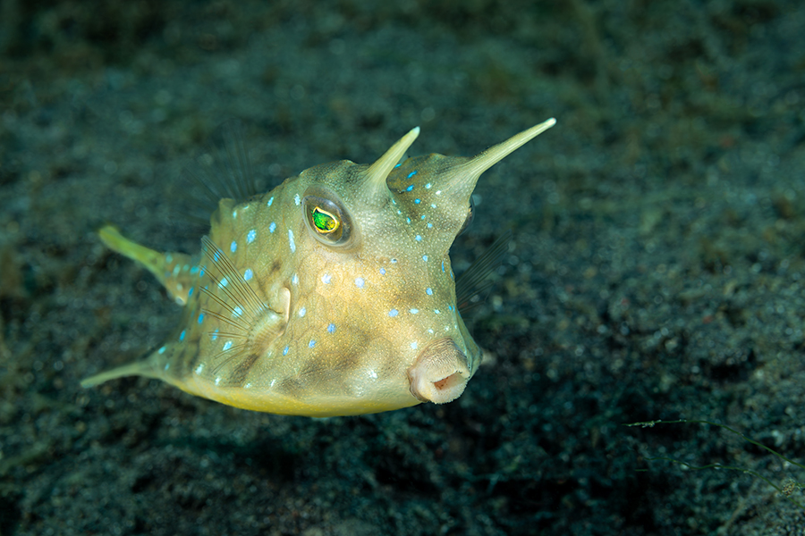 lembeh_53