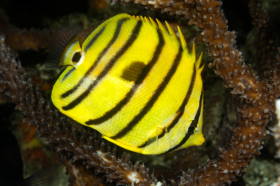 lembeh_56