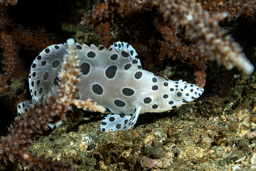 lembeh_57