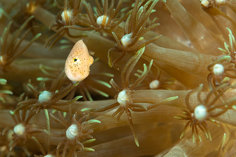 lembeh_58