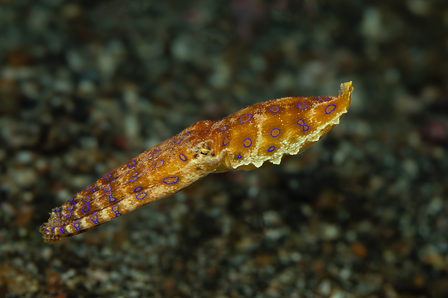 lembeh_60