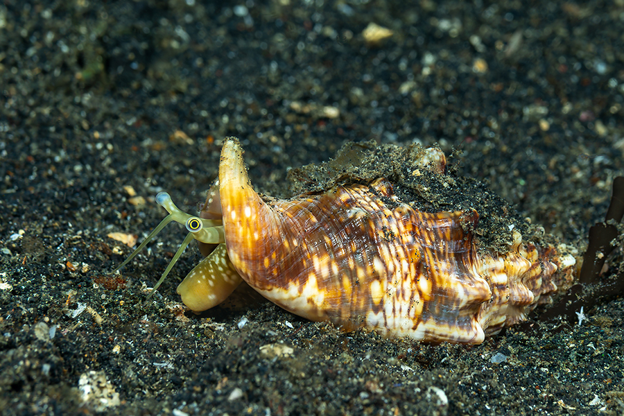 lembeh_64