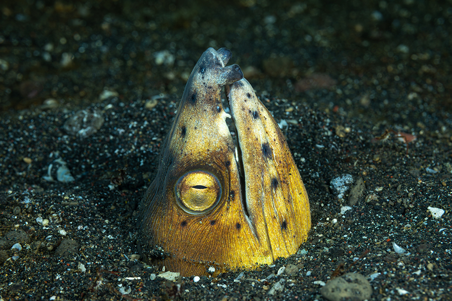 lembeh_66