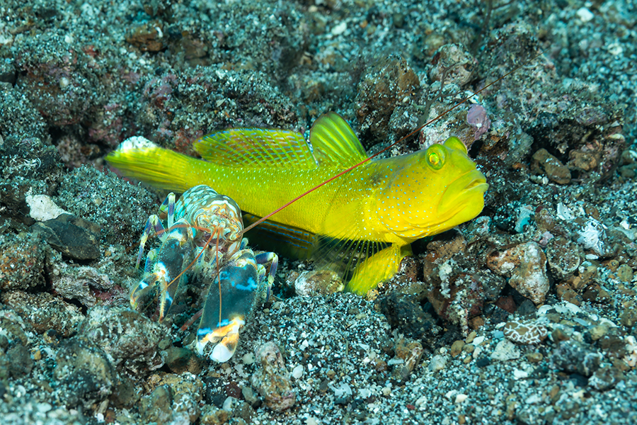 lembeh_69