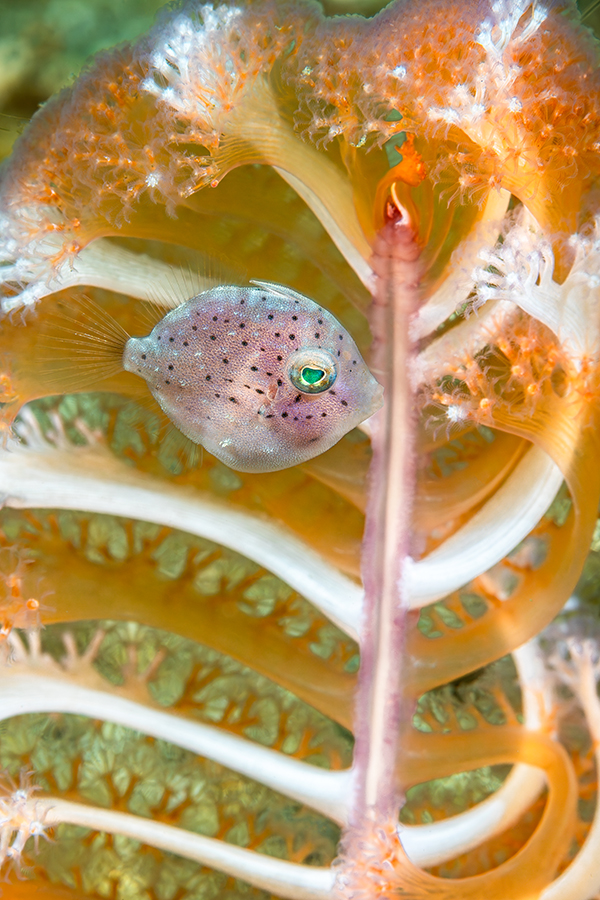 lembeh_70