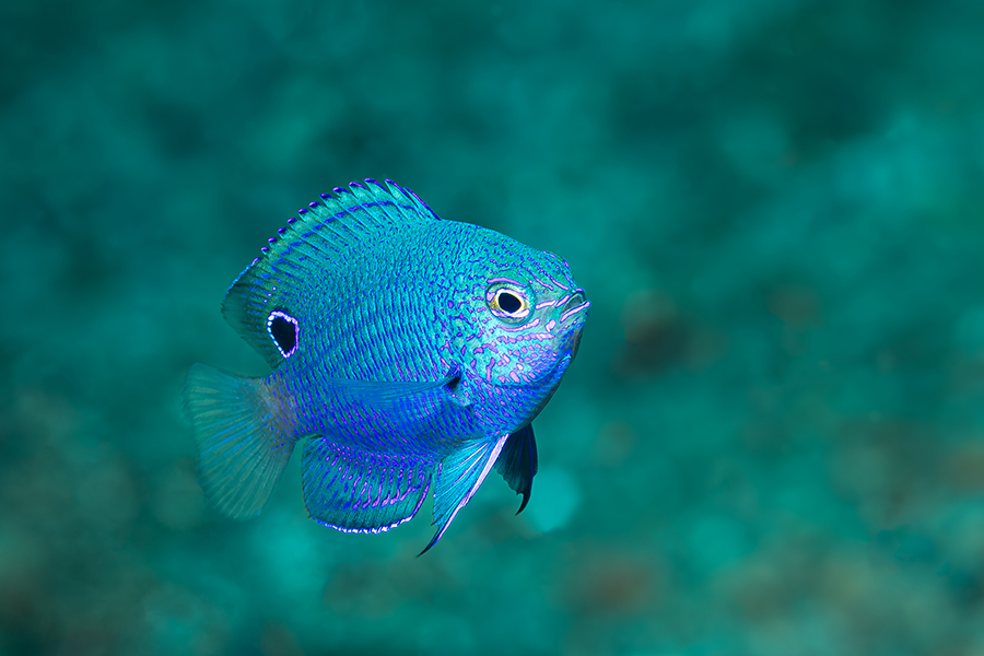 lembeh_71