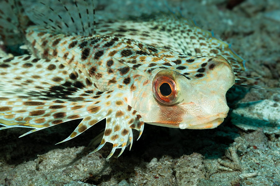 lembeh_78