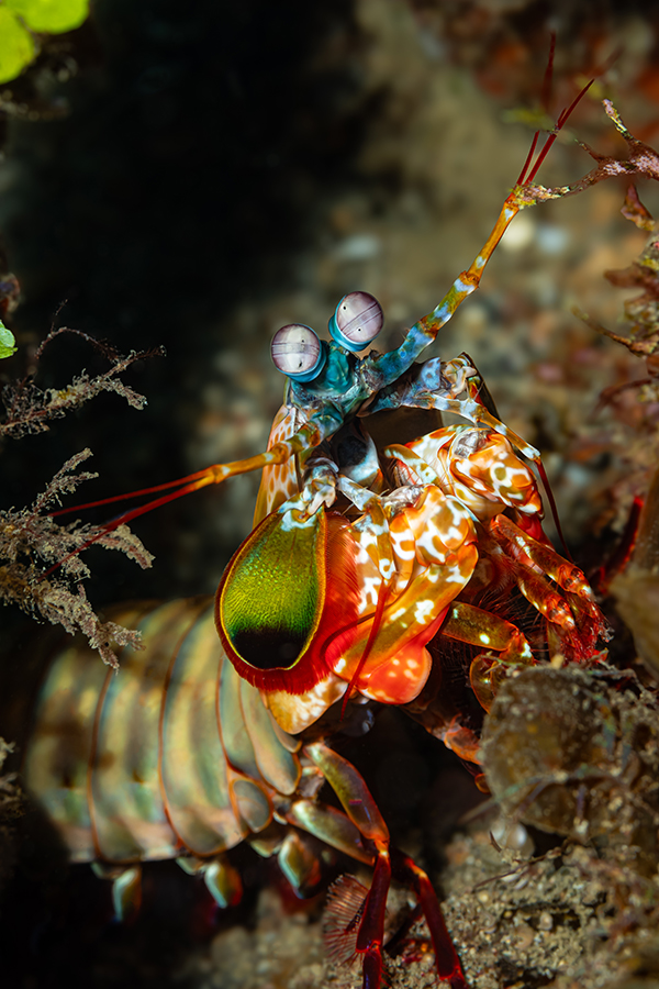 lembeh_88